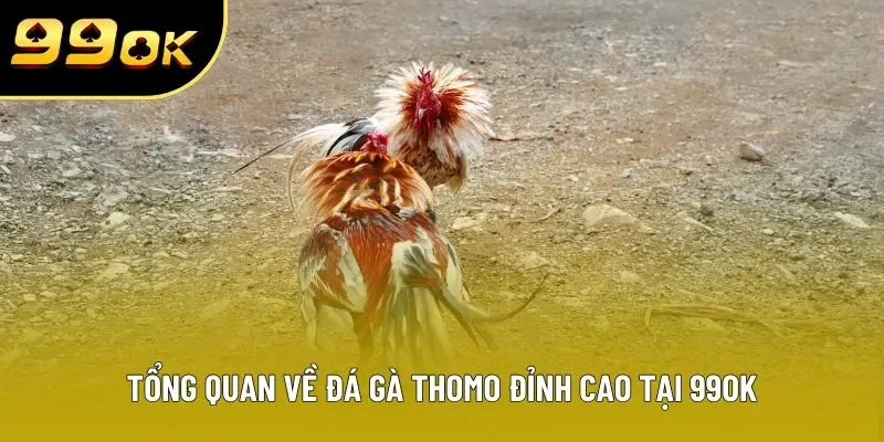 Tổng quan về đá gà thomo đỉnh cao tại 99OK Tổng quan về đá gà thomo đỉnh cao tại 99OK
